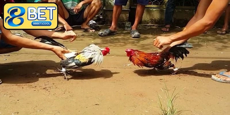 Một số hình thức quen thuộc trong game đá gà